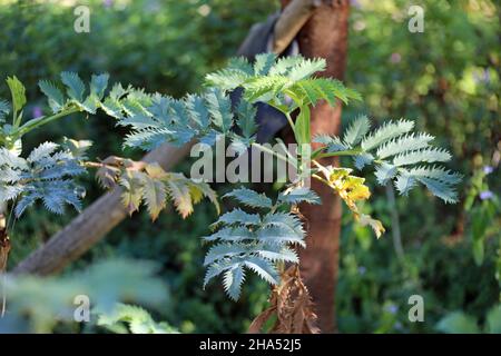 Melianthus Major connu sous le nom de Great Honey Bush Banque D'Images