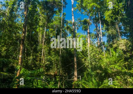 Forêt et lieu d'alimentation ornagutan dans la réserve naturelle de Semenggoh, île de Bornéo, Malaisie Banque D'Images