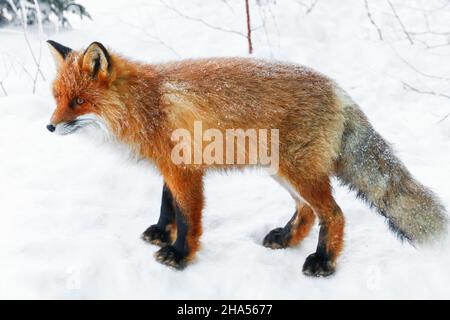 Jeune renard roux dans un bois recouvert de neige Banque D'Images