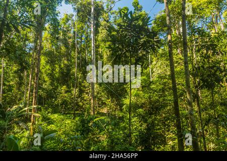 Forêt et lieu d'alimentation ornagutan dans la réserve naturelle de Semenggoh, île de Bornéo, Malaisie Banque D'Images