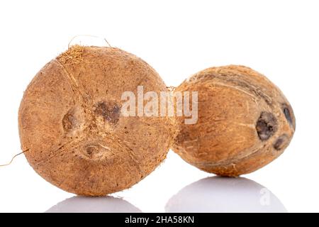 Deux noix de coco biologiques mûres, en gros plan, isolées sur du blanc. Banque D'Images