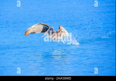 Pélican brun (Pelecanus occidentalis) départ du vol, Key West, Floride, États-Unis Banque D'Images
