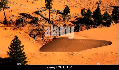 Coral Pink-hued Sand Dunes, parc national Coral Pink Sand Dunes, Kanab, Utah Banque D'Images