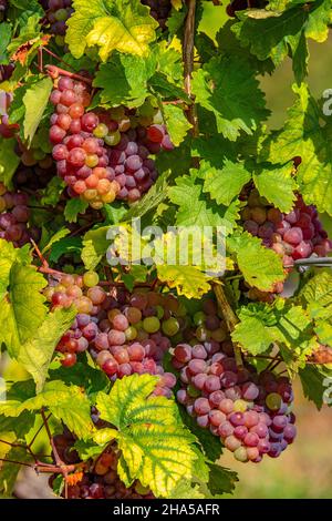 raisins dans le vignoble près de rehlingen,oberrmosel,vallée de la moselle,rhénanie-palatinat,allemagne Banque D'Images