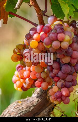 raisins dans le vignoble près de rehlingen,oberrmosel,vallée de la moselle,rhénanie-palatinat,allemagne Banque D'Images