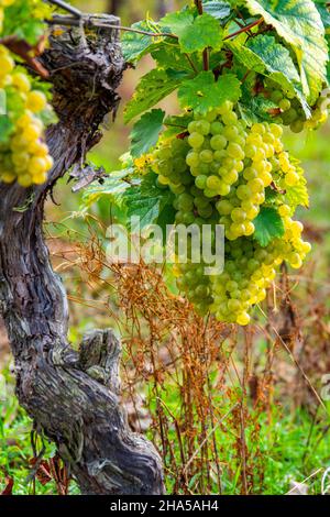 raisins dans le vignoble près de rehlingen,oberrmosel,vallée de la moselle,rhénanie-palatinat,allemagne Banque D'Images