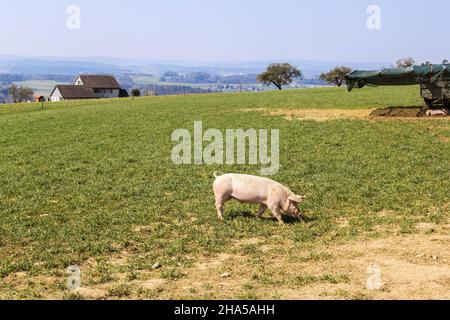 Un petit porc marchant dans une ferme de porc en terre ouverte - les porcs cultivés sur le terrain sont des produits agricoles sains Banque D'Images