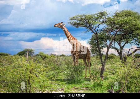 Girafe dans une savane africaine Banque D'Images