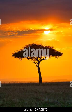 Acacia sous le soleil africain dans le Maasai Mara, Kenya Banque D'Images