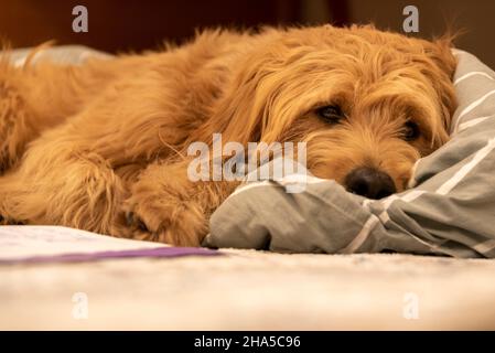 le chien est au repos, mini-goldendoodle Banque D'Images