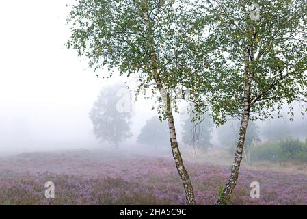 bouleaux et bruyère florale dans le behringer heide, humeur foggy, réserve naturelle près de behringen près de bispingen, parc naturel de la lande de lueneburg, allemagne, basse-saxe Banque D'Images