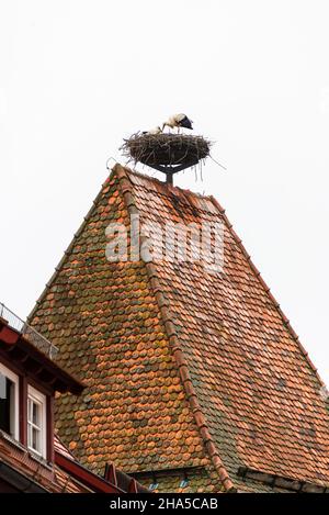 nid de stork sur le toit à rothenburg ob der tauber Banque D'Images