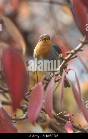 robin européen (erithacus rubecula) avec feuilles d'automne Banque D'Images