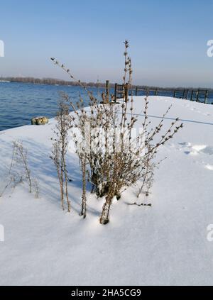 Vue d'hiver sur les jetées de rivière abandonnées sur le Dniepr.Arbustes secs poussant à travers le béton de la jetée.Les jetées sont couvertes de neige. Banque D'Images