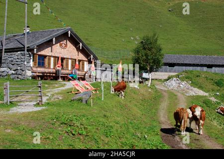 de achensee,maurach à travers la weißenbachtal jusqu'à la weißenbachalm (1607m) entre le tanser joch et bärenkopf,tyrol,autriche,vaches Banque D'Images