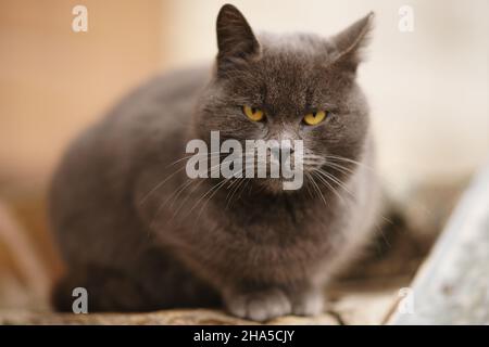 Le chat britannique gris est assis près de la maison.Portrait de chat à l'extérieur. Banque D'Images