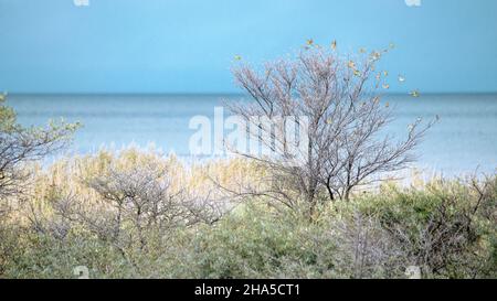 greenfinches dans un paysage côtier automnal Banque D'Images