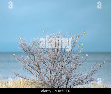 greenfinches dans un paysage côtier automnal Banque D'Images