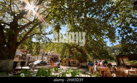 grèce,îles grecques,îles ioniennes,lefakada ou lefkas,intérieur de l'île,paysage de montagne,village de montagne,karya,place du village,immense avion arbre sur taverne, le soleil brille à travers la canopée, vue grand angle Banque D'Images