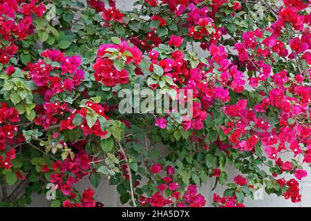 Bougainvilliers roses (Bougainvilliers glabra), Tiradentes, Brésil Banque D'Images