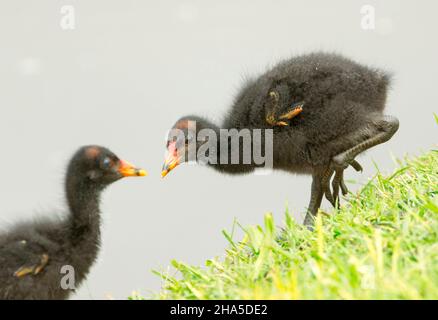 Deux petits poussins de Moorhen douillets noirs, Gallinula tenebrosa, dans la nature, à côté de l'eau du lac dans le parc urbain en Australie Banque D'Images