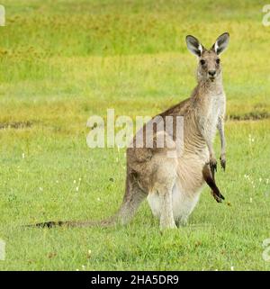 Kangourou gris de l'est avec de longues pattes de joey dépassant de sa poche, regardant l'appareil photo, dans la nature en Australie. Banque D'Images