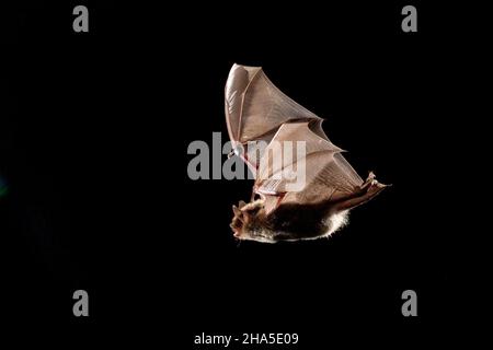 chauve-souris,chauve-souris,myotis daubentonii,en vol Banque D'Images