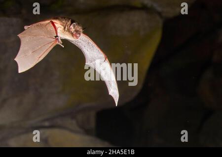 chauve-souris,chauve-souris,myotis daubentonii,en vol Banque D'Images