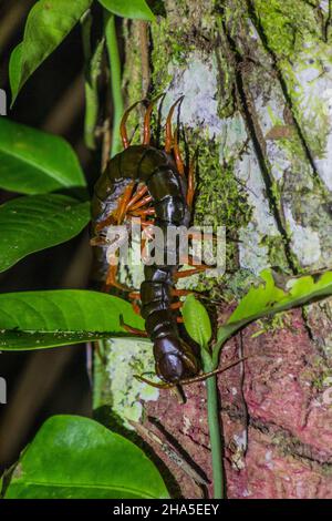 Scolopendra subspinipes centipede dans le parc national de Bako sur l'île de Bornéo, en Malaisie Banque D'Images