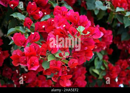 Bougainvilliers roses (Bougainvilliers glabra), Tiradentes, Brésil Banque D'Images