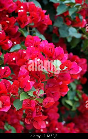 Bougainvilliers roses (Bougainvilliers glabra), Tiradentes, Brésil Banque D'Images