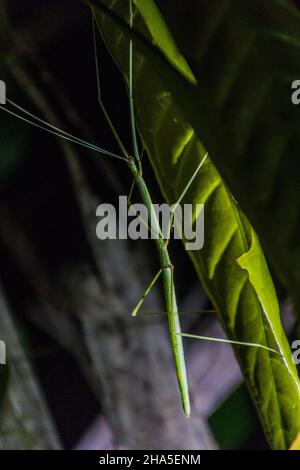 Insecte de bâton dans le parc national de Bako sur l'île de Bornéo, Malaisie Banque D'Images