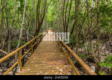 Promenade à travers les mangroves de l'île Gaya dans le parc national de Tunku Abdul Rahman, Sabah, Malaisie Banque D'Images