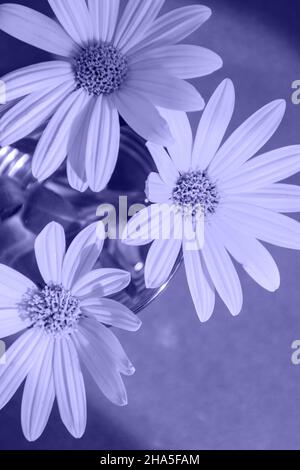 vue du dessus des fleurs de couleur violet clair Banque D'Images