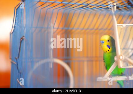 Petit oiseau de verdure au look curieux Banque D'Images