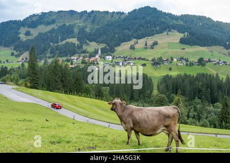 autriche,kleinwalsertal,vaches sur le pâturage alpin. vue sur mittelberg. Banque D'Images