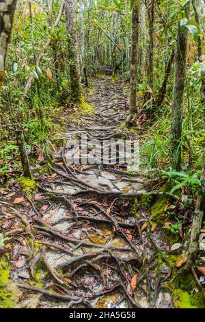 Roots a couvert le chemin dans le parc national de Bako, Sarawak, Malaisie Banque D'Images