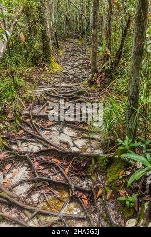 Roots a couvert le chemin dans le parc national de Bako, Sarawak, Malaisie Banque D'Images