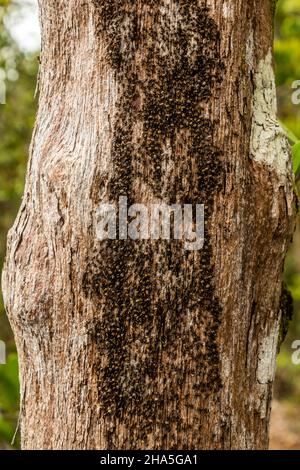 Termites sur un arbre dans le parc national de Bako, Sarawak, Malaisie Banque D'Images
