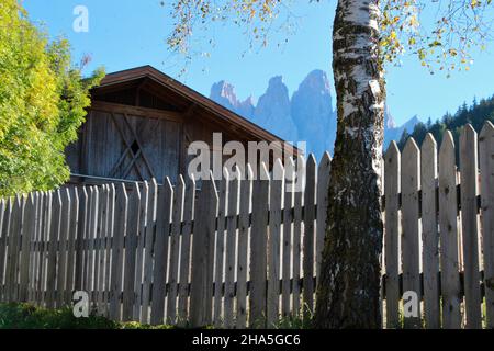 le groupe geisler (3025 m) pointe sur la clôture de jardin,bouleaux,clôture,ferme,en automne,parc naturel puez-geisler,vilnößtal,vallée d'eisack,tyrol du sud,italie Banque D'Images