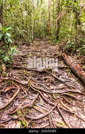 Roots a couvert le chemin dans le parc national de Bako, Sarawak, Malaisie Banque D'Images