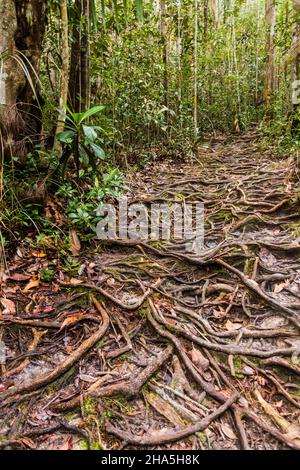 Roots a couvert le chemin dans le parc national de Bako, Sarawak, Malaisie Banque D'Images