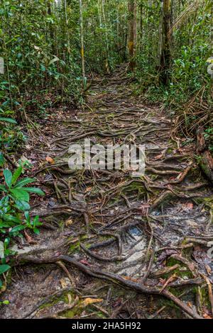 Roots a couvert le chemin dans le parc national de Bako, Sarawak, Malaisie Banque D'Images