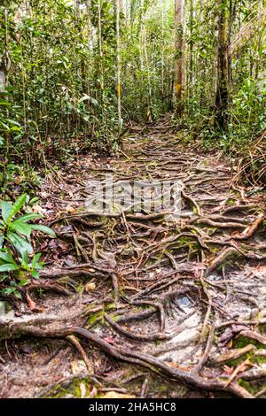 Roots a couvert le chemin dans le parc national de Bako, Sarawak, Malaisie Banque D'Images