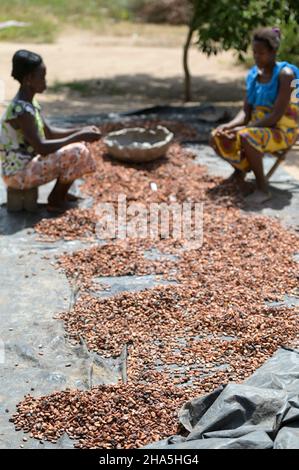 CÔTE D'IVOIRE, Yamoussoukro, village Krekrenou, cacaoterie, séchage des fèves de cacao après fermentation / ELFENBEINKUESTE, Yamoussoukro, Dorf Krekrenou, Kakaoanbau, Trocknen der Kakaobohnen nach der fermentation Banque D'Images