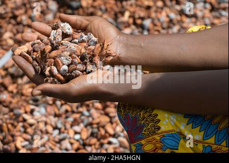 CÔTE D'IVOIRE, Yamoussoukro, village Krekrenou, cacaoterie, séchage des fèves de cacao après fermentation / ELFENBEINKUESTE, Yamoussoukro, Dorf Krekrenou, Kakaoanbau, Trocknen der Kakaobohnen nach der fermentation Banque D'Images