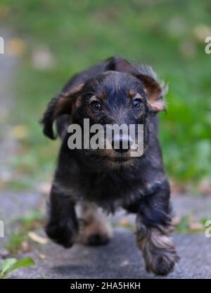dachshund à poil dur (canis lupus familiaris) chiot,chien mâle,4 mois,sauts,bade-wurtemberg,allemagne Banque D'Images