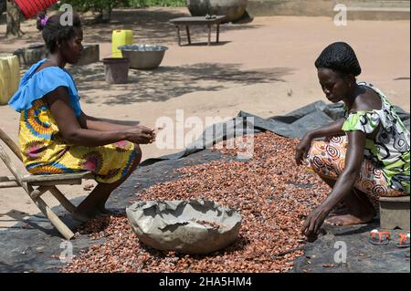 CÔTE D'IVOIRE, Yamoussoukro, village Krekrenou, cacaoterie, séchage des fèves de cacao après fermentation / ELFENBEINKUESTE, Yamoussoukro, Dorf Krekrenou, Kakaoanbau, Trocknen der Kakaobohnen nach der fermentation Banque D'Images