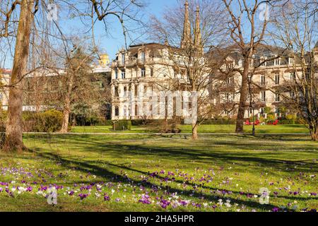 crocus fleurir dans les jardins du spa avec une vue sur l'église de la ville, baden-baden, forêt noire, baden-wuerttemberg, allemagne Banque D'Images