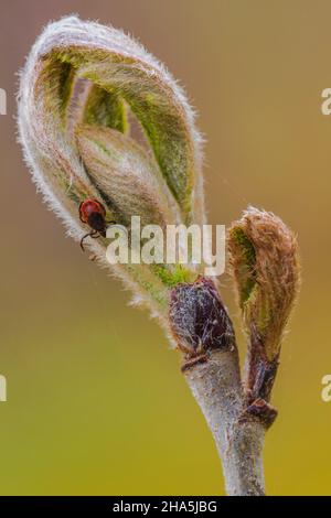 la tique commune (ixodes ricinus) ou la tique Banque D'Images